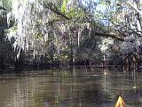 Congaree NP 05